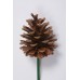 AUSTRIAN PINE CONE 2-3" (PICKED)-OUT OF STOCK